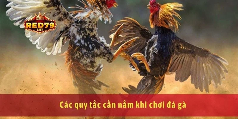 Đá Gà Cựa Sắt Tìm Hiểu Luật Chơi Và Các Mẹo Chiến Thắng 3 Các quy tắc cần nắm khi chơi đá gà