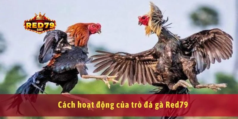 Cách hoạt động của trò đá gà Red79