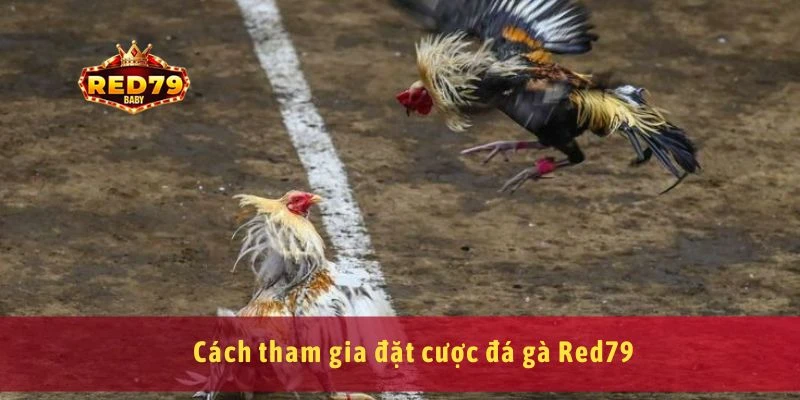 Cách tham gia đặt cược đá gà Red79