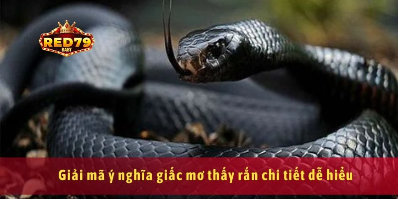 Giải mã ý nghĩa giấc mơ thấy rắn chi tiết dễ hiểu