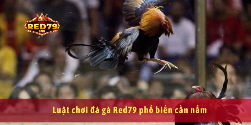 Luật chơi đá gà Red79 phổ biến cần nắm