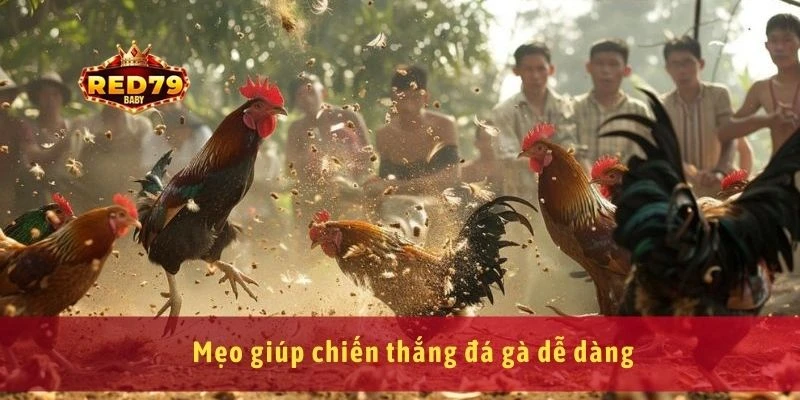 Đá Gà Cựa Sắt Tìm Hiểu Luật Chơi Và Các Mẹo Chiến Thắng 4 Mẹo giúp chiến thắng đá gà dễ dàng