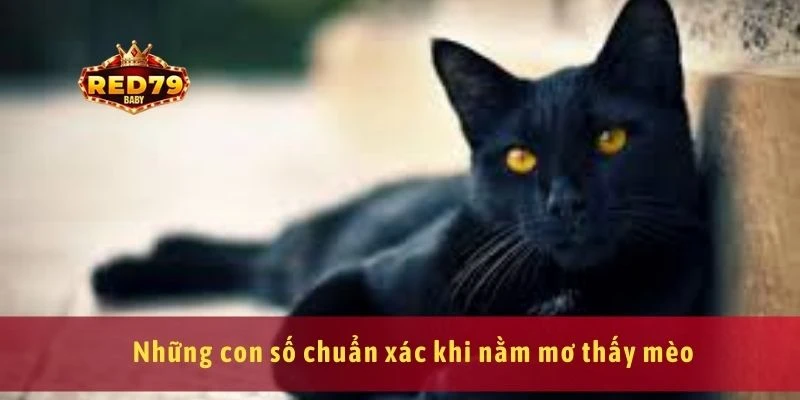 Nằm Mơ Thấy Mèo Là Điềm Gì? Giải Mã Giấc Mơ Chi Tiết 4 Những con số chuẩn xác khi nằm mơ thấy mèo