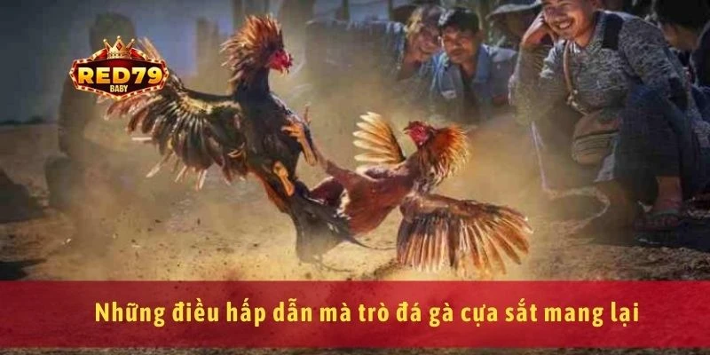 Đá Gà Cựa Sắt Tìm Hiểu Luật Chơi Và Các Mẹo Chiến Thắng 2 Những điều hấp dẫn mà trò đá gà cựa sắt mang lại