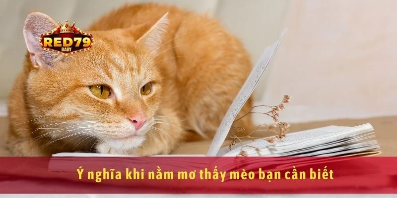 Nằm Mơ Thấy Mèo Là Điềm Gì? Giải Mã Giấc Mơ Chi Tiết 2 Ý nghĩa khi nằm mơ thấy mèo bạn cần biết